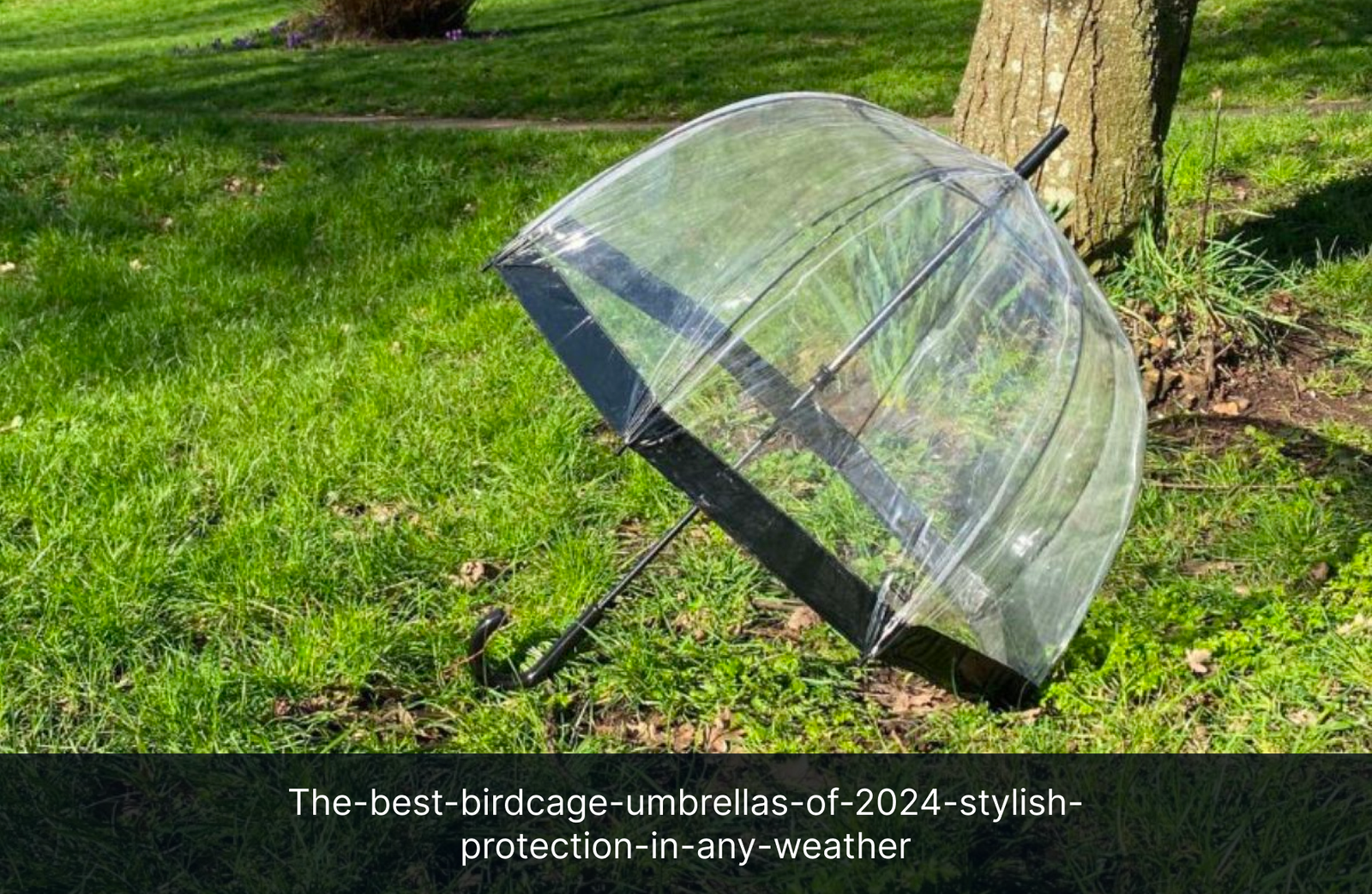 the-best-birdcage-umbrellas-of-2024-stylish-protection-in-any-weather