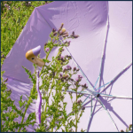 sustainable-lilac-duck-umbrella-with-automatic-open-close